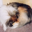rony_pri_odpocinku_001_2.jpg