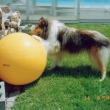 rony_se_svym_oblibenym_balonem_001.jpg