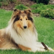 ronycek_s_klackem_001.jpg
