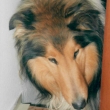 scan_rony_3.jpg